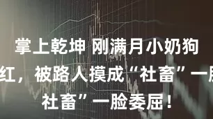 掌上乾坤 刚满月小奶狗街头走红，被路人摸成“社畜”一脸委屈！