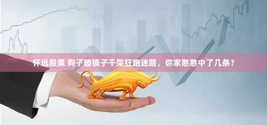 怀远股票 狗子瞪镜子干架狂跑迷路，你家憨憨中了几条？